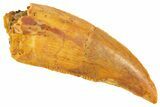 Serrated Raptor Tooth - Real Dinosaur Tooth #332149-1